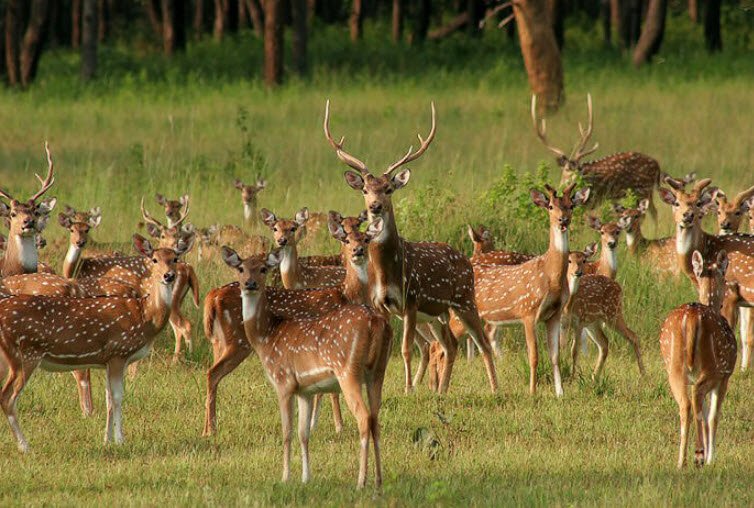 Phen Wildlife Sanctuary